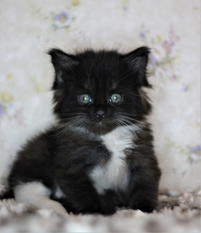 Х-Ray Monterini - Kitten maine-coon 1 month
