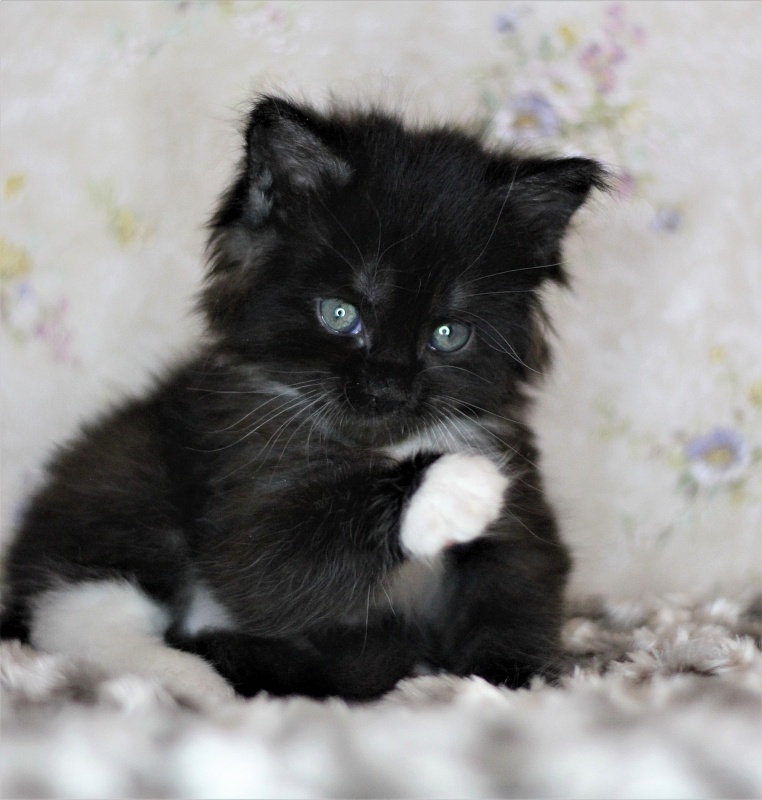 Х-Ray Monterini - Kitten maine-coon 1 month