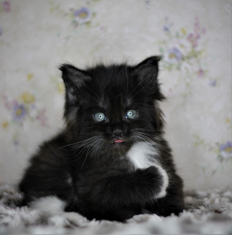 Х-Ray Monterini - Kitten maine-coon 1 month