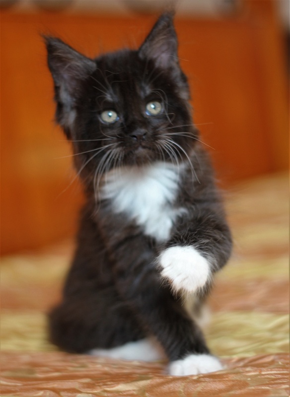 Х-Ray Monterini - Kitten maine-coon 1 month 3 weeks
