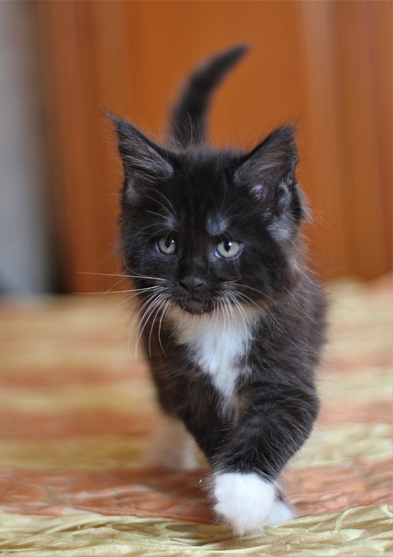 Х-Ray Monterini - Kitten maine-coon 1 month 3 weeks