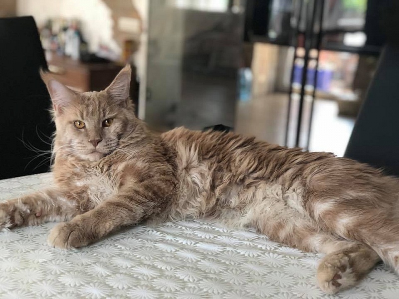 Pospishil&Co*UA Figaro - maine-coon