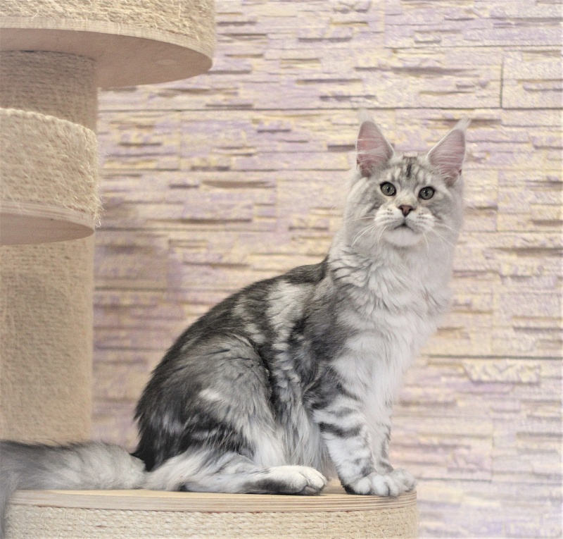 Ewok Viktoria Pride*CZ - Kitten maine-coon 6 months 3 weeks
