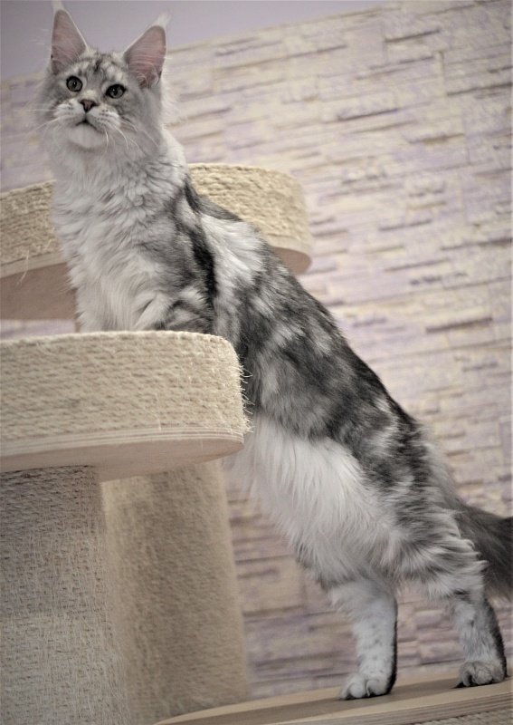 Ewok Viktoria Pride*CZ - Kitten maine-coon 6 months 3 weeks