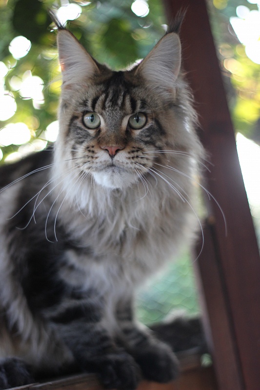 Orso Ophirusland*RU - Junior maine-coon 8 months