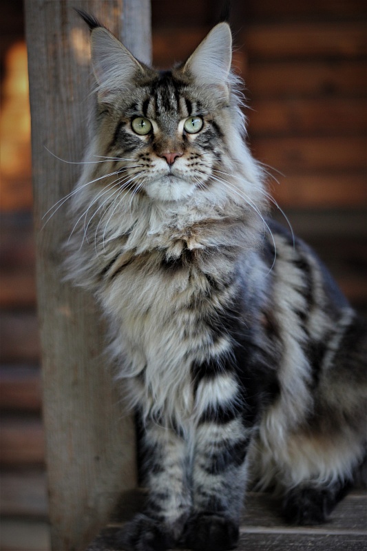 Orso Ophirusland*RU - Junior maine-coon 8 months