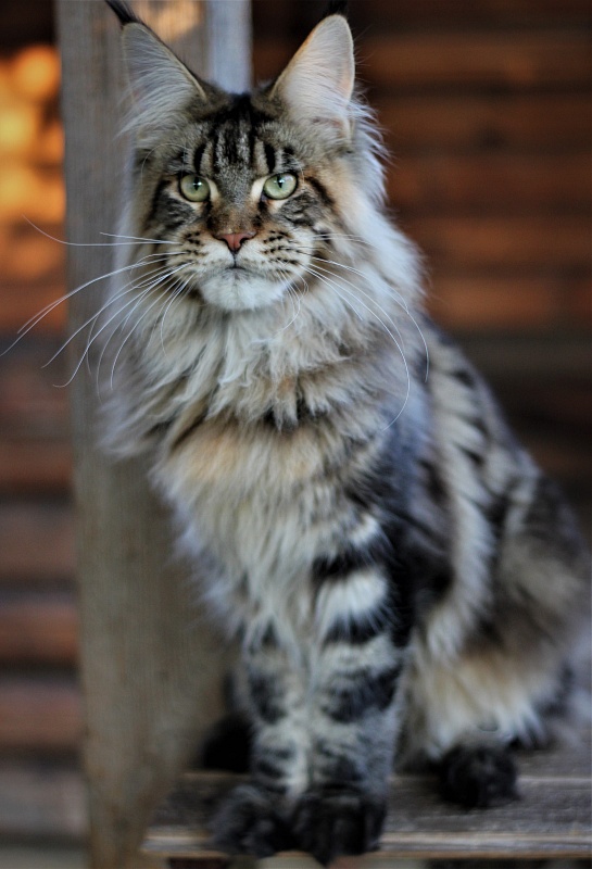 Orso Ophirusland*RU - Junior maine-coon 8 months