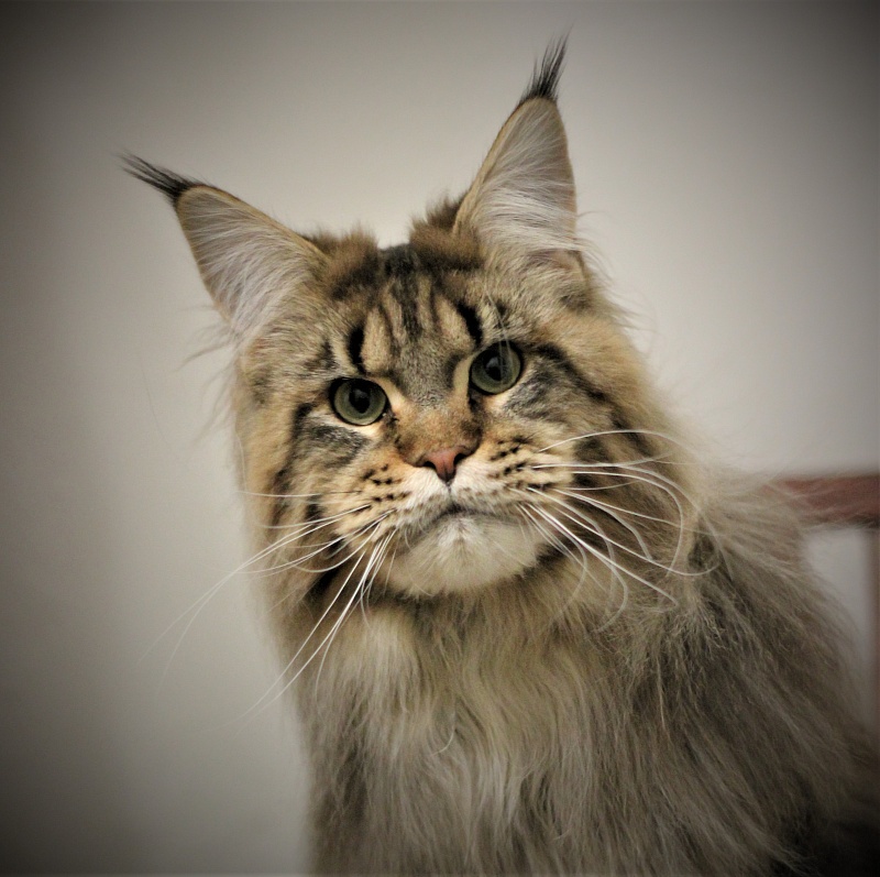 Orso Ophirusland*RU - Adult maine-coon 1 year 0.5 weeks