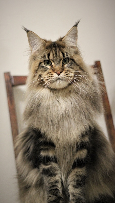 Orso Ophirusland*RU - Adult maine-coon 1 year 0.5 weeks