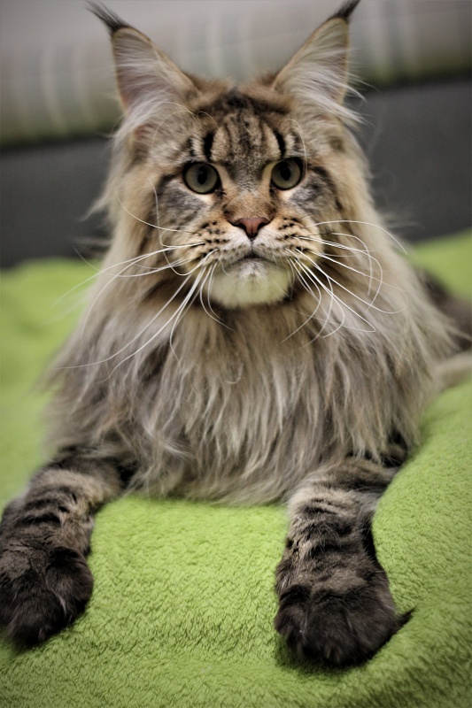 Orso Ophirusland*RU - Adult maine-coon 1 year 0.5 weeks