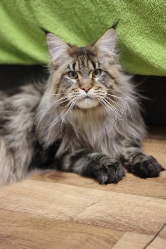 Orso Ophirusland*RU - Adult maine-coon 1 year 0.5 weeks