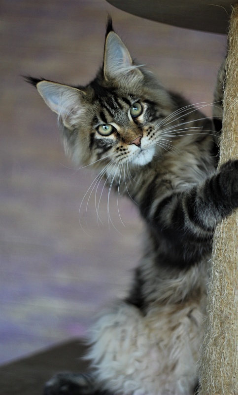 Orso Ophirusland*RU - Kitten maine-coon 5 months 1 week