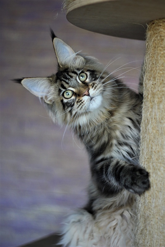 Orso Ophirusland*RU - Kitten maine-coon 5 months 1 week