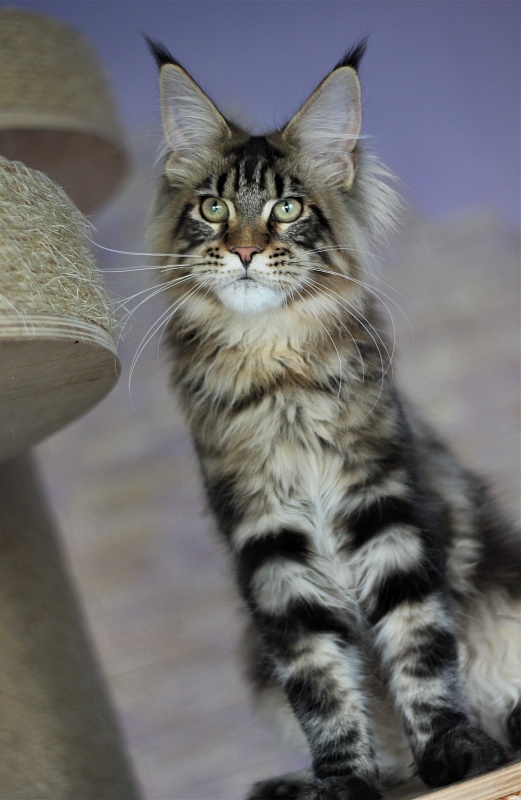 Orso Ophirusland*RU - Kitten maine-coon 5 months 1 week