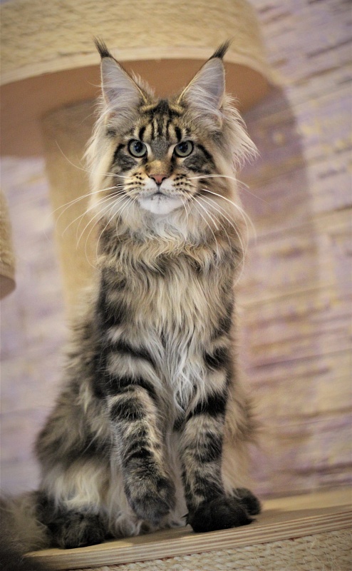 Orso Ophirusland*RU - Kitten maine-coon 6 months 0.5 weeks