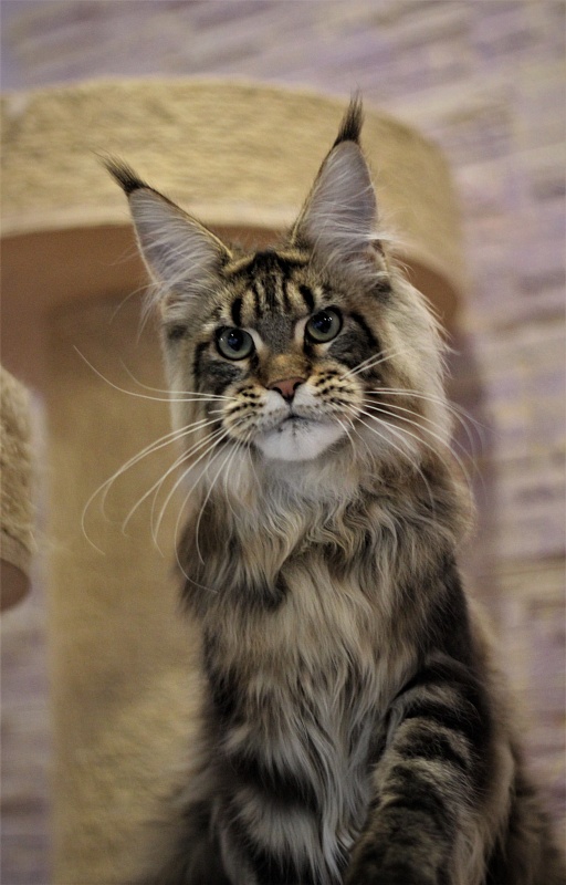 Orso Ophirusland*RU - Kitten maine-coon 6 months 0.5 weeks