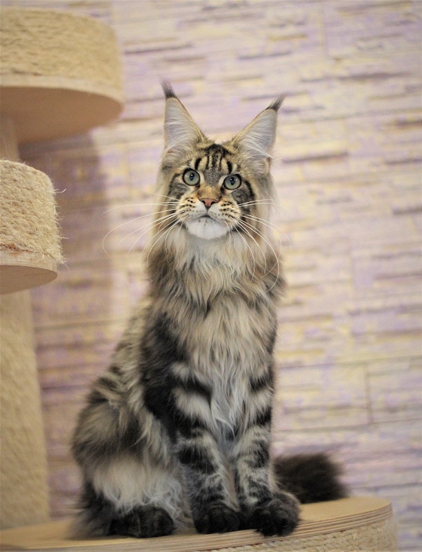 Orso Ophirusland*RU - Kitten maine-coon 6 months 0.5 weeks