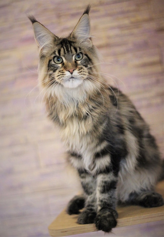 Orso Ophirusland*RU - Kitten maine-coon 6 months 0.5 weeks