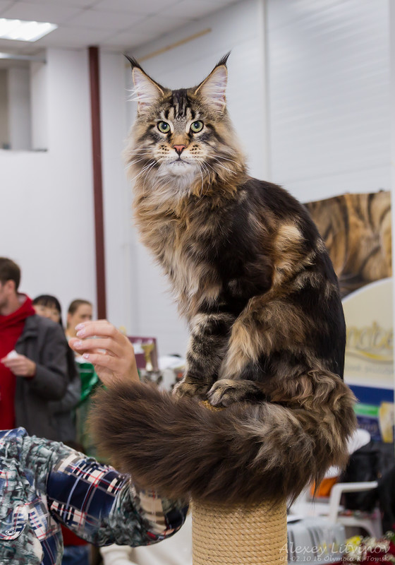 Ophirusland X-Drive - maine-coon