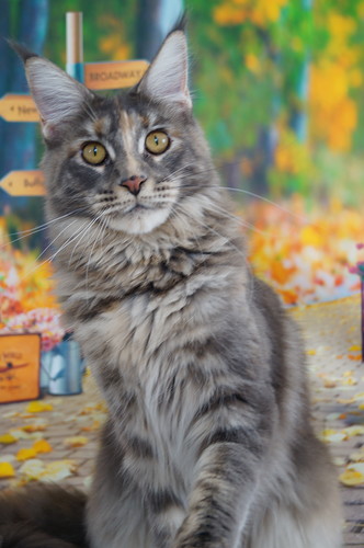 Ophirusland Dafna - maine-coon