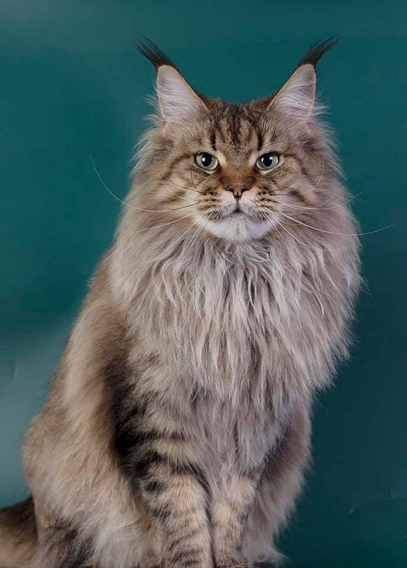Rigantona Estate Pearls - maine-coon
