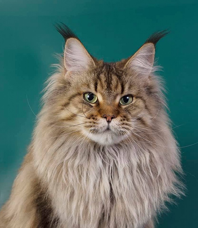 Rigantona Estate Pearls - maine-coon