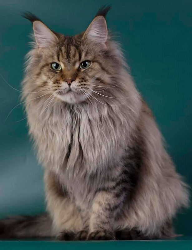 Rigantona Estate Pearls - maine-coon