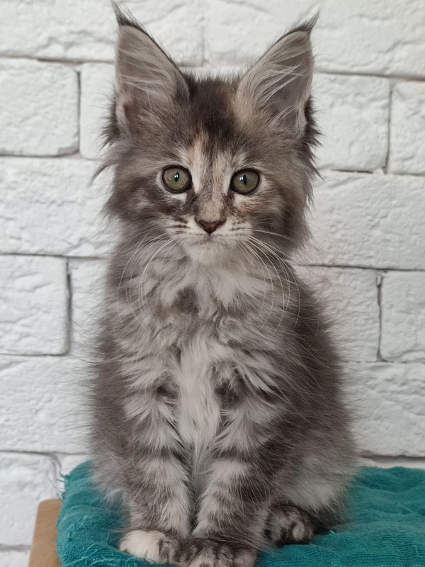 Zara Monterini - maine-coon