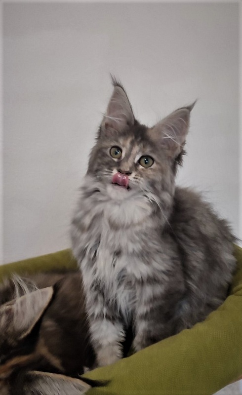 Zara Monterini - Kitten maine-coon 3 months 1 week
