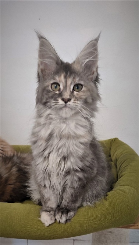 Zara Monterini - Kitten maine-coon 3 months 1 week