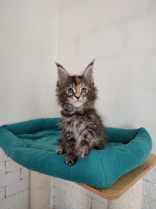 Zanussi Monterini - maine-coon