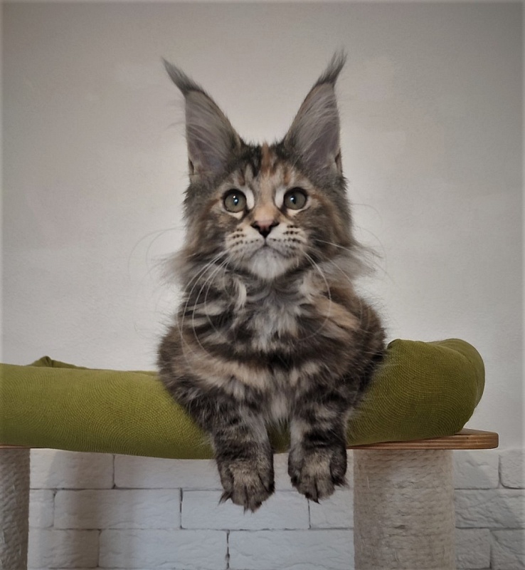 Zanussi Monterini - Kitten maine-coon 3 months 1 week
