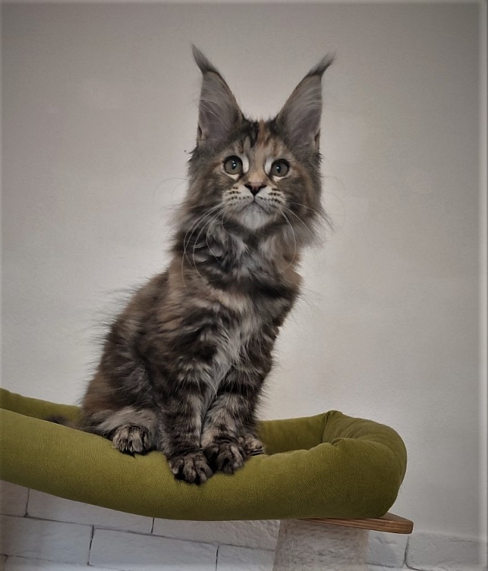Zanussi Monterini - Kitten maine-coon 3 months 1 week
