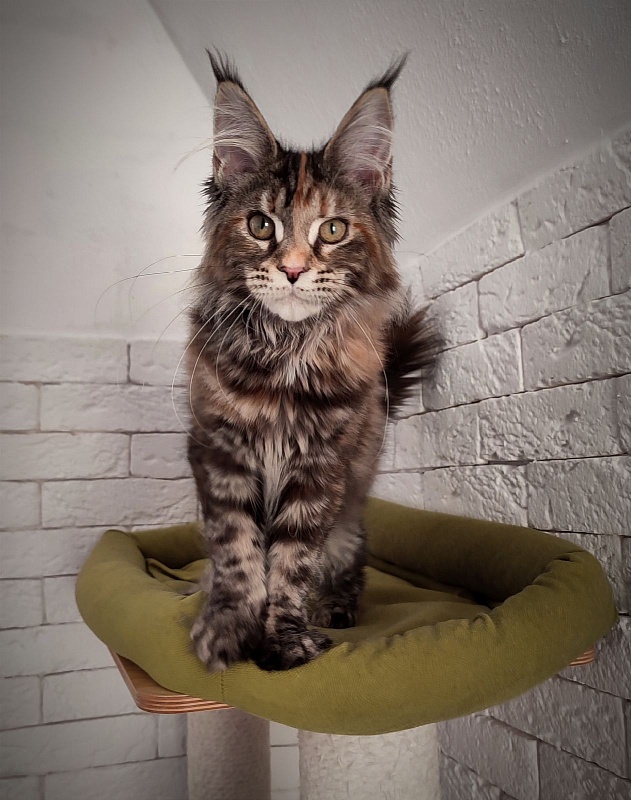 Zanussi Monterini - Kitten maine-coon 4 months 3 weeks