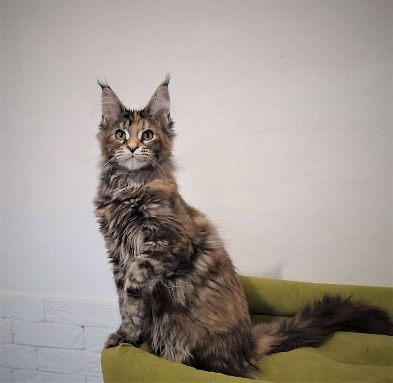 Zanussi Monterini - Kitten maine-coon 4 months 0.5 weeks