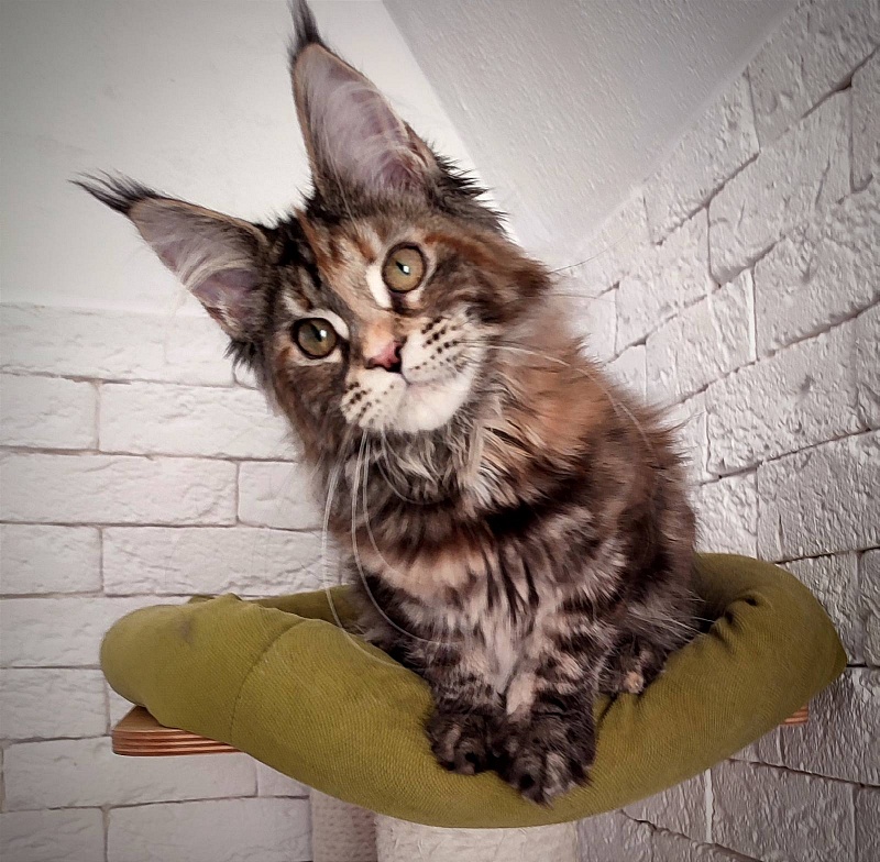 Zanussi Monterini - Kitten maine-coon 4 months 3 weeks