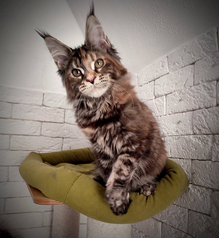 Zanussi Monterini - Kitten maine-coon 4 months 3 weeks