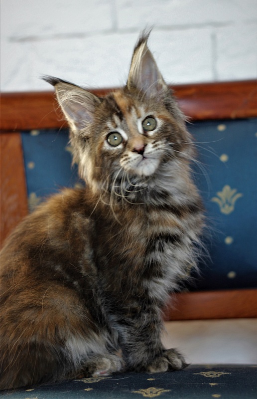 Zanussi Monterini - Kitten maine-coon 2 months 1.5 week