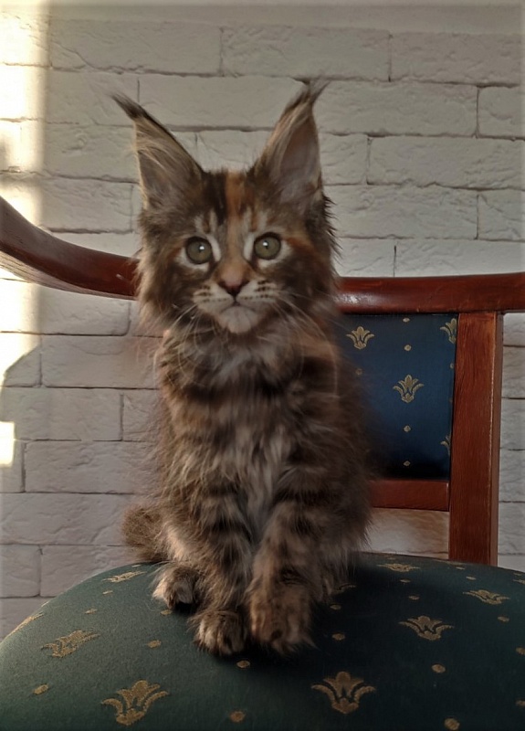 Zanussi Monterini - Kitten maine-coon 2 months 1.5 week