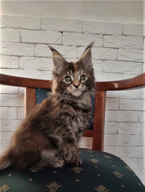 Zanussi Monterini - Kitten maine-coon 2 months 1.5 week