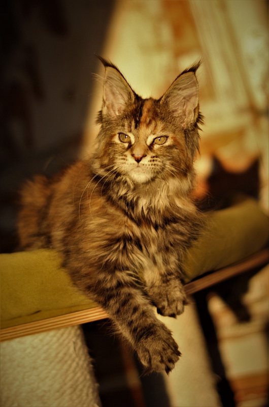 Zanussi Monterini - Kitten maine-coon 3 months