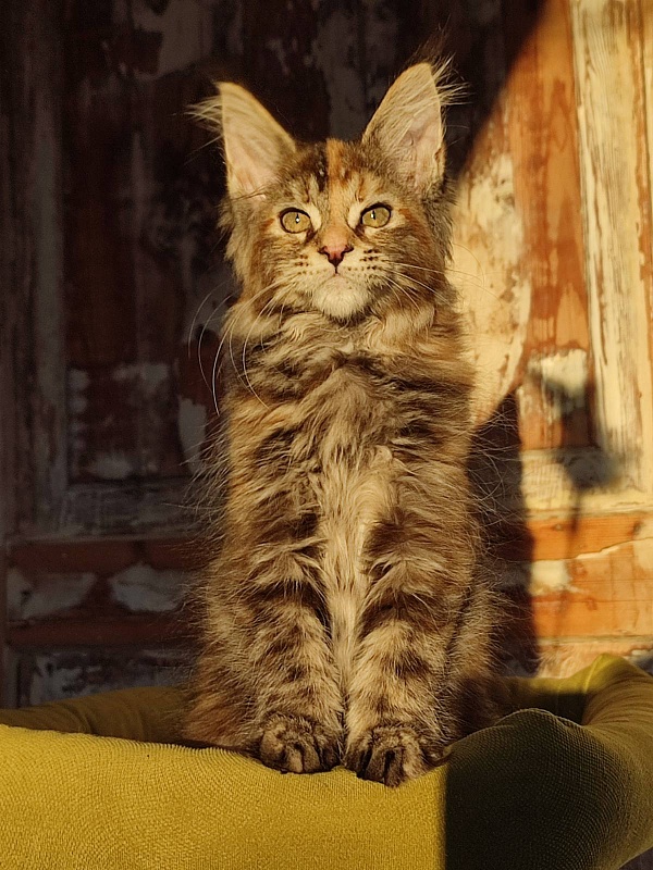 Zanussi Monterini - Kitten maine-coon 3 months