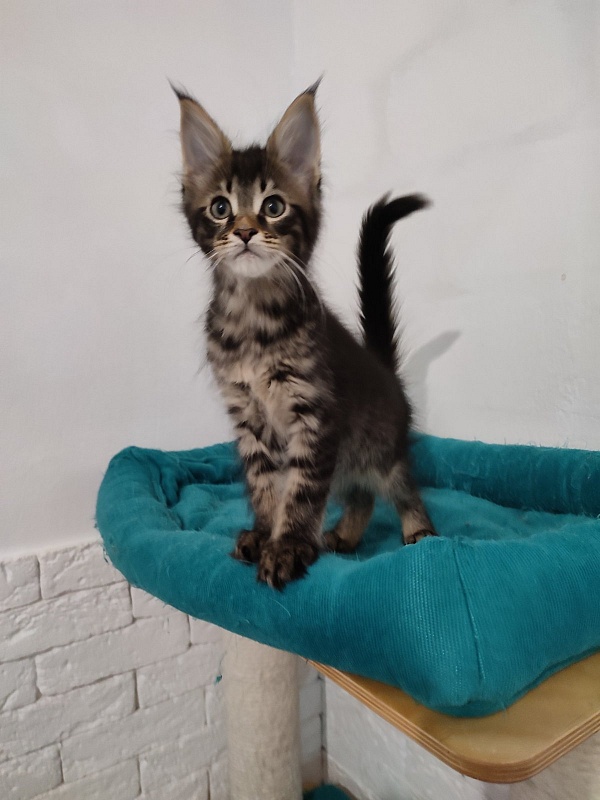 Zeratul Monterini - Kitten maine-coon 1 month 1 week