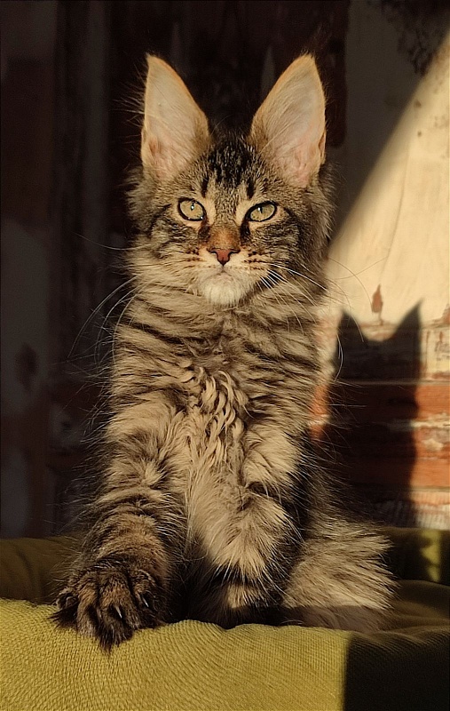 Zeratul Monterini - Kitten maine-coon 3 months