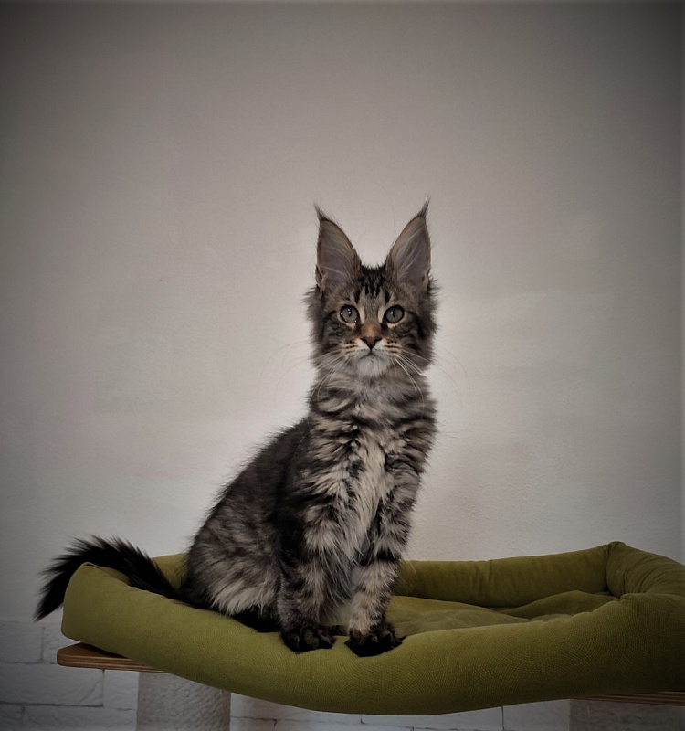 Zeratul Monterini - Kitten maine-coon 3 months 1 week