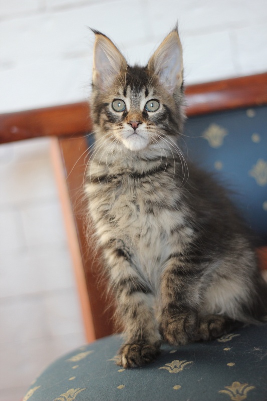 Zeratul Monterini - Kitten maine-coon 2 months 1.5 week