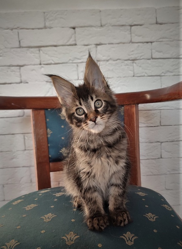 Zeratul Monterini - Kitten maine-coon 2 months 1.5 week