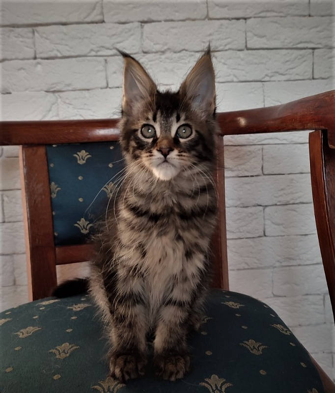 Zeratul Monterini - Kitten maine-coon 2 months 1.5 week