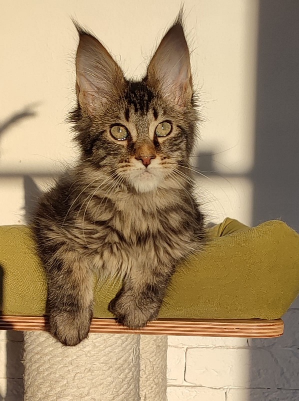 Zeratul Monterini - Kitten maine-coon 3 months