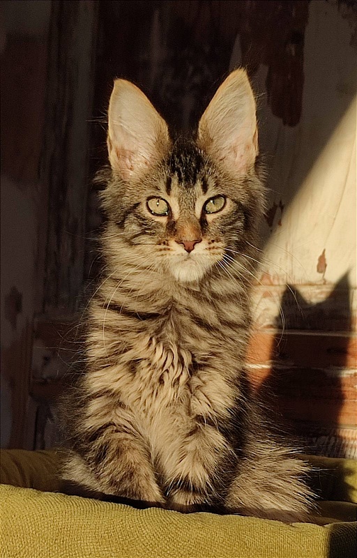 Zeratul Monterini - Kitten maine-coon 3 months